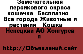 Замечательная персикового окраса кошечка. Бесплатно - Все города Животные и растения » Кошки   . Ненецкий АО,Хонгурей п.
